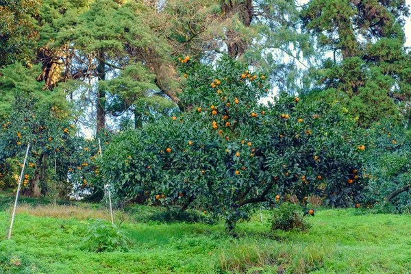 Yeşil Alanda Mandalina Ağacı — Stok fotoğraf