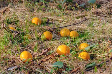 Çimenli yere düşmüş portakal 