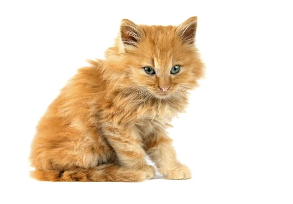 Lindo Gatito Rojo Sentado Sobre Fondo Blanco —  Fotos de Stock