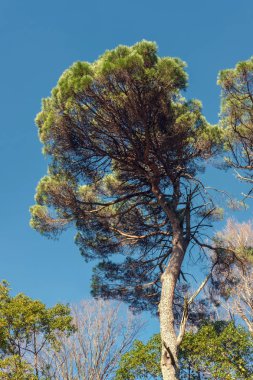 Büyük çam ağacı, mavi gökyüzü arka plan