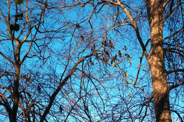 Cormorants Trees Colorful Blue Sky Background — Stock Photo, Image