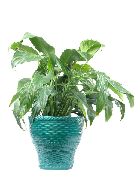 Домашнее Растение Зеленом Горшке Белый Фон — стоковое фото