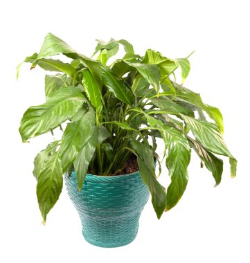 Ev bitkisi yeşil pot, beyaz arka planda