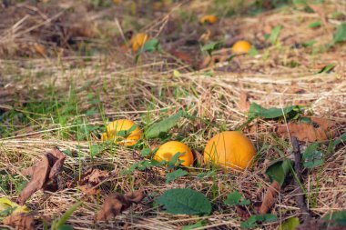 Seçici odak çimenli yere düşmüş portakal 