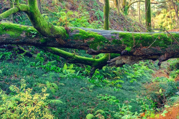 Albero Caduto Nella Verde Foresta Tropicale — Foto Stock