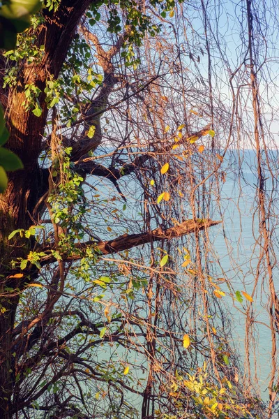 Herbstblätter Auf Bäumen Meer Und Himmel Hintergrund — Stockfoto