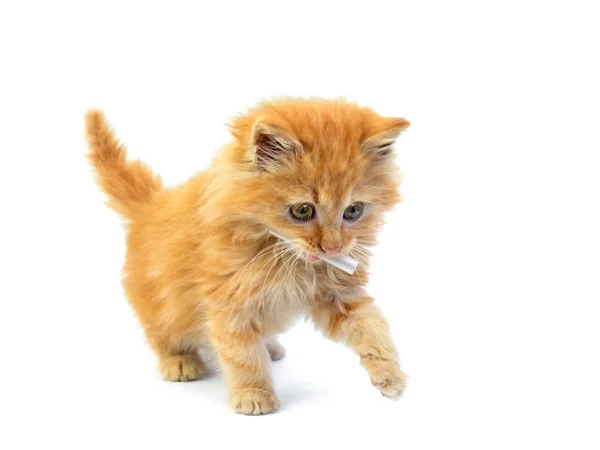 Cute red kitten is standing on the white background