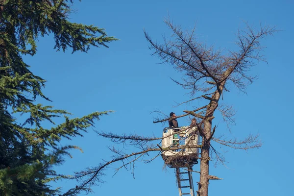 Batumi Gruzie Prosince 2018 Pracovníků Prořezávání Větví Stromu Sušené — Stock fotografie