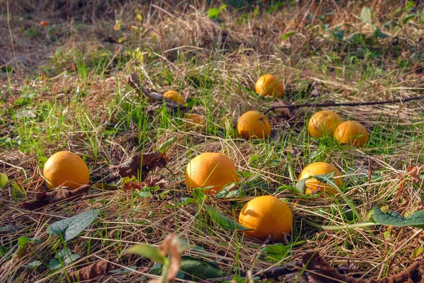 Fallen oranges on the grassy ground