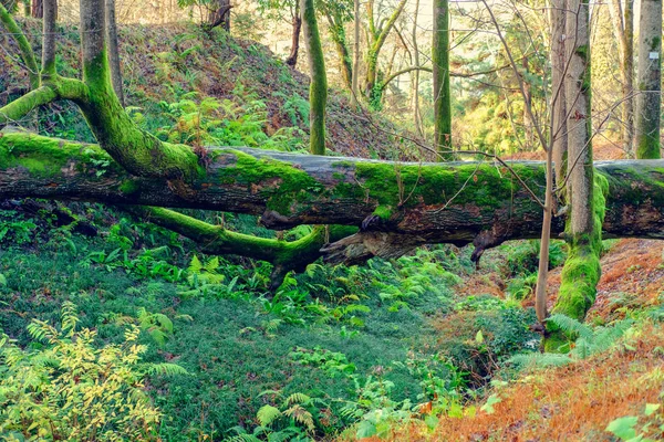 Árbol Caído Verde Bosque Tropical —  Fotos de Stock