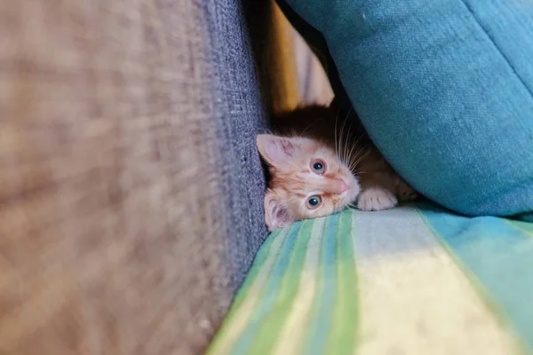 Gatinho vermelho jogando — Fotografia de Stock