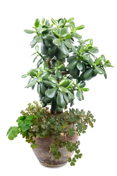 jade plant with shamrock