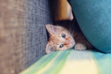 Kırmızı yavru kedi oynuyor