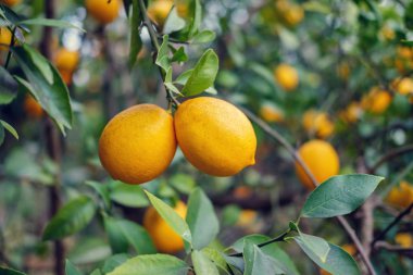 Limon ağacı dalları