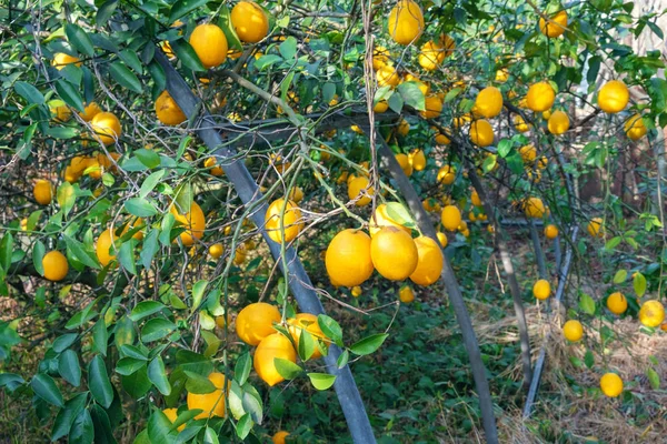 Ramas de limonero — Foto de Stock