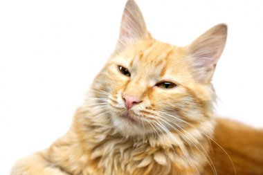 Zencefilli kedinin yakın yüzü