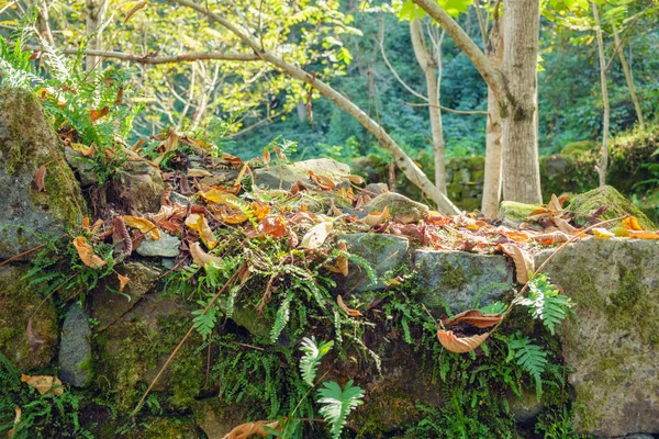 Fundo de outono — Fotografia de Stock