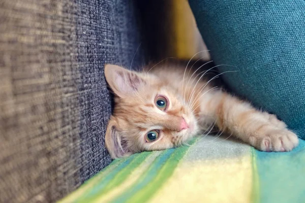Kırmızı yavru kedi oynuyor