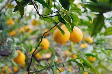 Limon ağacı dalları