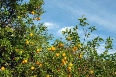 Limon ağacı dalları