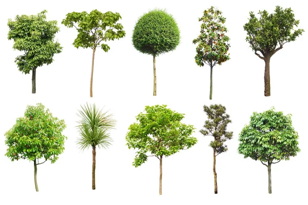 Set of various trees on a white background — Stock Photo, Image