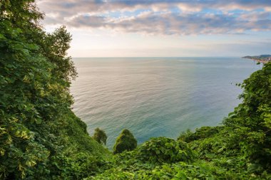 Yeşil sarmaşıklarla kaplı sahil