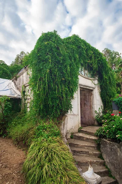 View of the the old greenhouse covered by plants — Stock Photo, Image