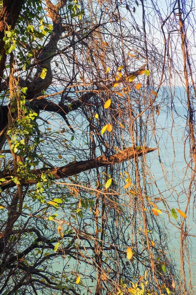 Jesienne liście na drzewach — Zdjęcie stockowe