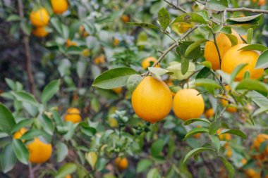 Limon ağacı dalları