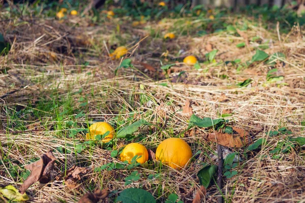 Πορτοκάλια στο έδαφος — Φωτογραφία Αρχείου