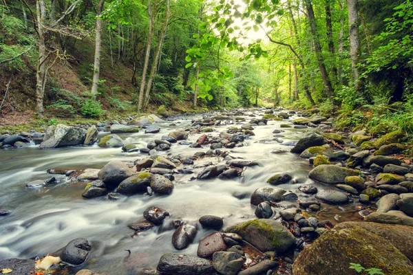Fluss im Wald — Stockfoto