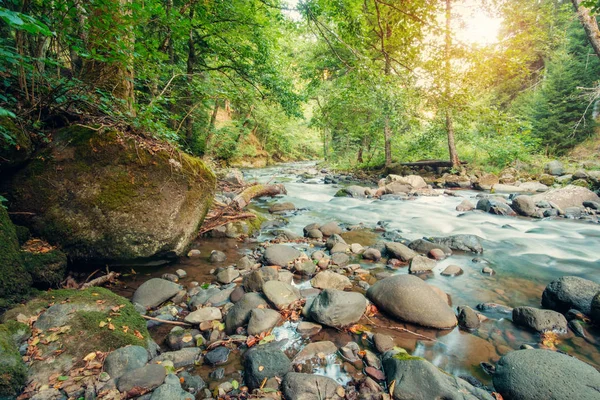 숲 속의 강 — 스톡 사진