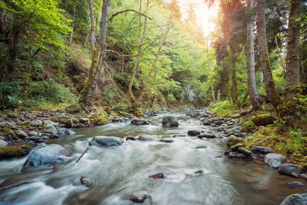 Fluss im Wald — Stockfoto