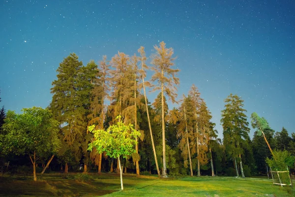 Mavi yıldızlı gökyüzü ile orman Gece görünümü