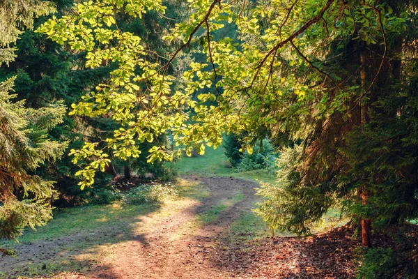 Trail in the forest — Stock Photo, Image