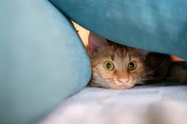 Ginger cat está se preparando para atacar — Fotografia de Stock