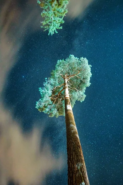 Kiefer mit Sternenhimmel — Stockfoto