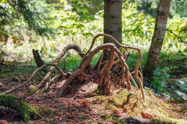 Kořeny stromů nad zemí — Stock fotografie