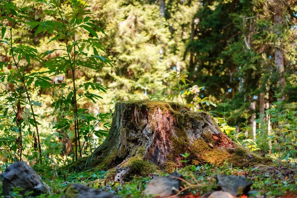 나무 그 루터 기 — 스톡 사진