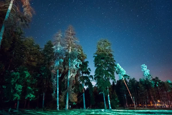Scena nocy lasu — Zdjęcie stockowe