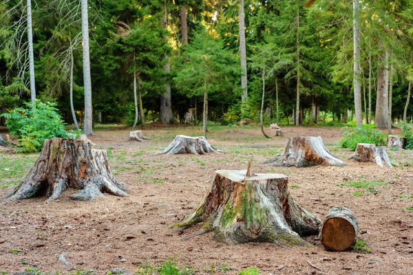 Cut tree stumps in the pine trees forest