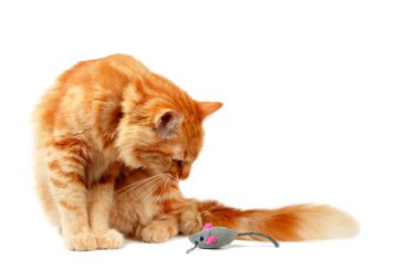 Zencefil kedi bir oyuncak fare bakıyor
