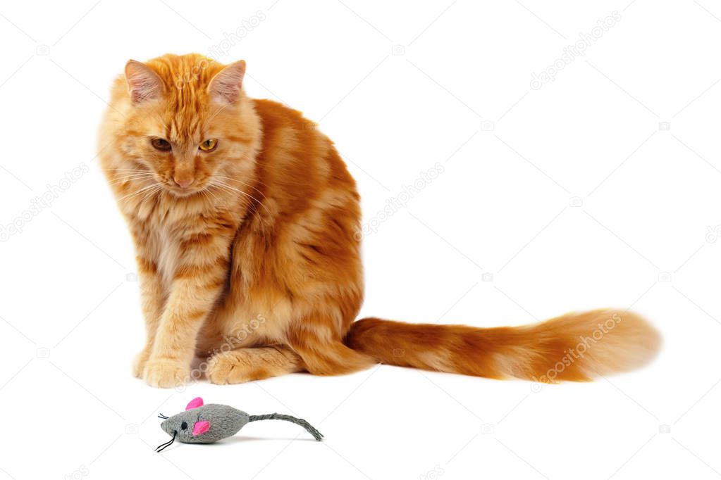 Ginger cat staring at a toy mouse