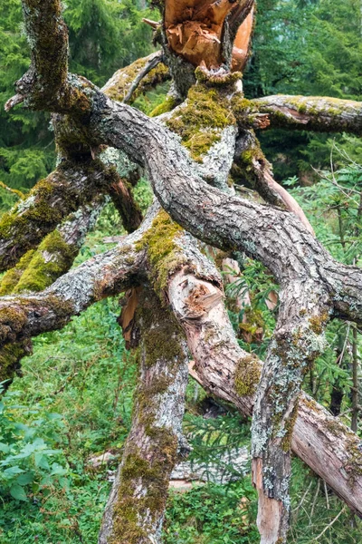 타락한 마른 나무의 가지 — 스톡 사진