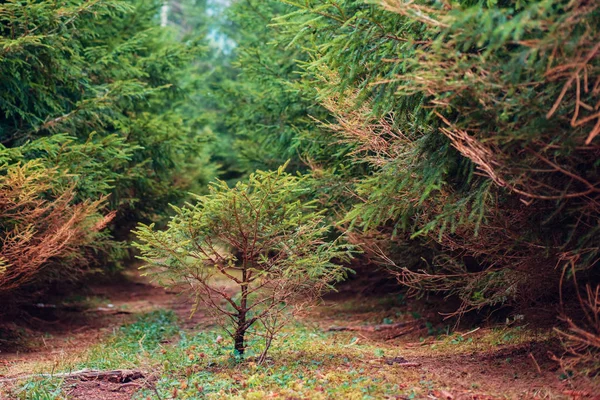 Little pine tree through the alley — Stock Photo, Image