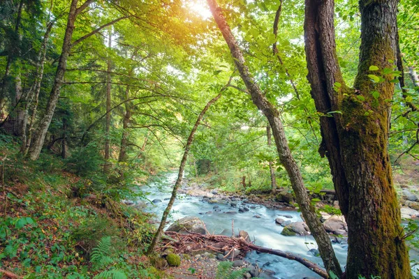 Fluss im Wald — Stockfoto