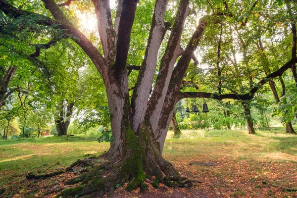 Big tree on meadow covered by dry yellow leaves
