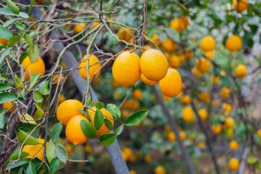 Limon ağacı dalları