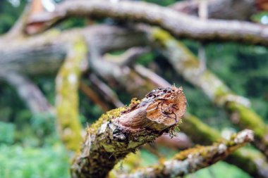 Düşmüş kuru ağacın dalları