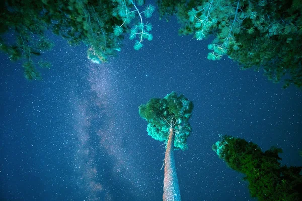 Dennenbomen met nachtelijke hemel achtergrond — Stockfoto